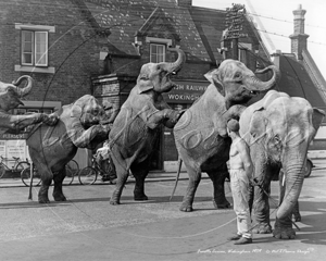 Fossett's Circus Elephants outside  Train Station, Wokingham in Berkshire c1959